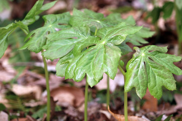 The perennial spring wildflower Podophyllum peltatum (May apple) in foliage in a woodland setting