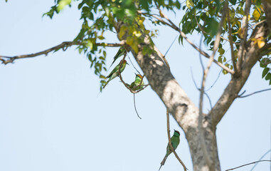 Green Bee-eater