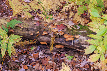 Autumn forest mushrooms in leaves