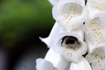 Foxglove, a popular garden plant with bell-shaped flowers. Closeup of a digitalis stem with many...