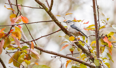 Nuthatch on tree branch in autumn 