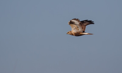Rough legged hawk on tree branch