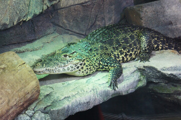 Crocodile in the zoo. Alligator on large rock basking. Reptile in the reserve