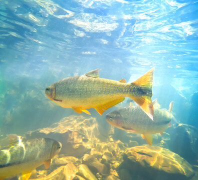 Brycon fish in Serra Azul waterfall at Nobres, State of Mato Grosso, Brazil