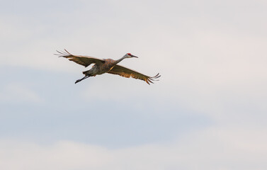 Sandhill cranes in flight for migration 