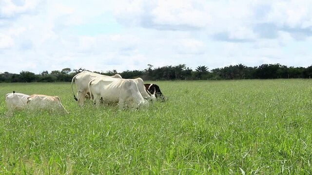 Group of nellore cattle eating grass on a large green pasture on a cloudy day