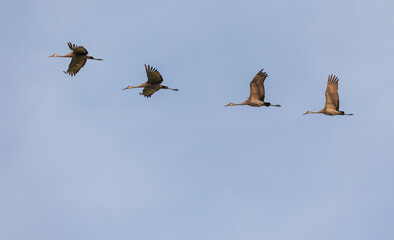 Sandhill cranes in flight for migration 
