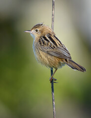 Zitting cisticola (Cisticola juncidis) perched on plant stem