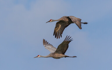 Sandhill cranes in flight for migration 