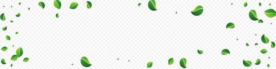 Green Leaf Organic Vector Panoramic Transparent