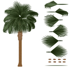 Set of brushes for painting Sabal palm - obrazy, fototapety, plakaty