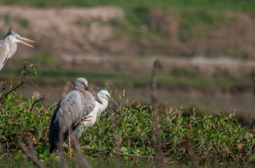 birds
