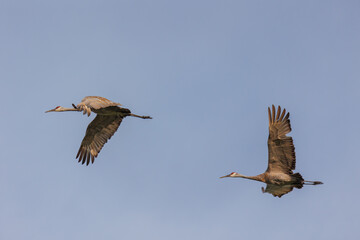 Sandhill cranes in flight for migration 
