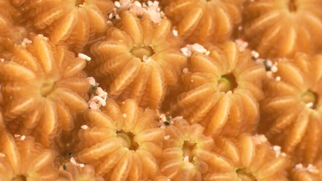 Close up, macro of coral morphology in the reef of the Caribbean Sea, Curacao