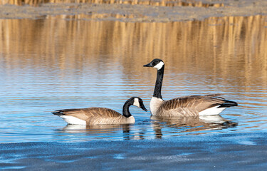 Canadian Geese in blue water at Market Lake NWR, Idaho