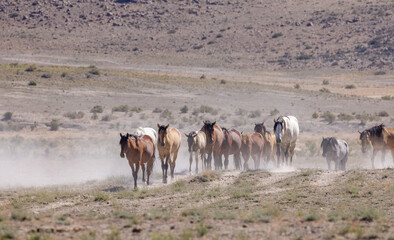 Naklejka premium Herd of Wild Horses in the Utah Desert in Summer