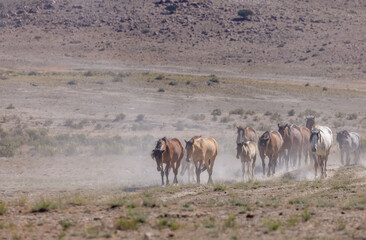 Naklejka premium Herd of Wild Horses in the Utah Desert in Summer