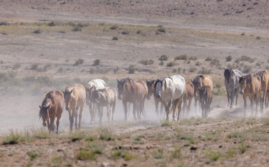Herd of Wild Horses in the Utah Desert in Summer