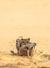 Cheetah with springbok prey in the Kgalagadi