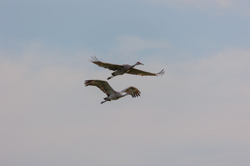 Sandhill cranes in flight for migration 