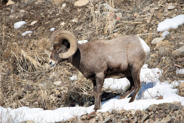 Big Horn Sheep ram side view