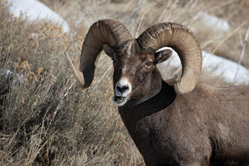 Fototapeta premium Big Horn Sheep ram eating