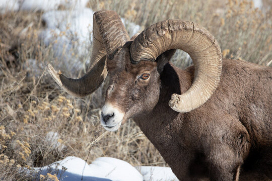 Big Horn Sheep ram in winter