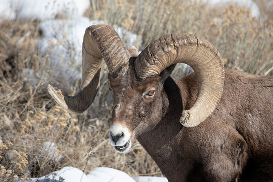 Big Horn Sheep ram head shot