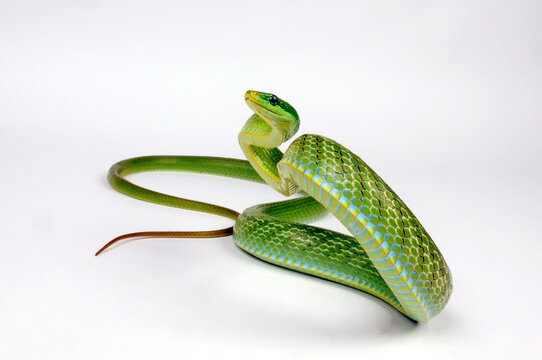 Green trinket snake, green bush rat snake // Gr&uuml;ne Strauchnatter, Gr&uuml;ne Spitzkopfnatter (Gonyosoma prasinum)