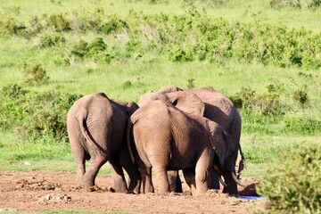 herd of elephants drinking