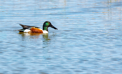 Northern Shoveler in blue water at Market Lake NWR, Idaho