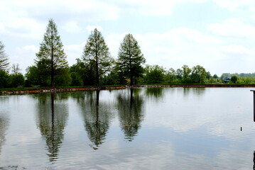 Reflection of the trees on the lake water