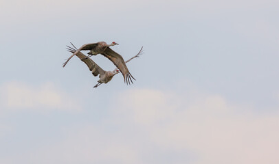 Sandhill cranes in flight for migration 