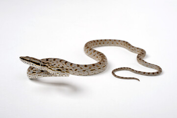 Rein Snake, Khasi Hills Trinket snake // Asiatische Zügelnatter (Gonyosoma frenatus)