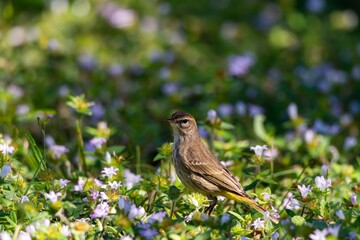 A palm warbler standing in a grassy yard