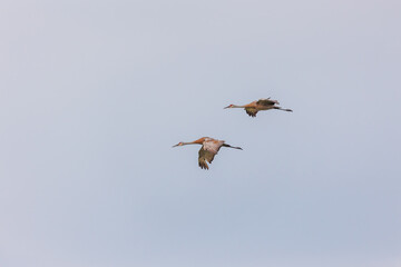 Sandhill cranes in flight for migration 