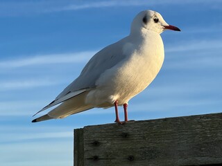Close up macro of red bill sea gull perched on wooden bird watching hide in Cley Norfolk East Anglia UK nature reserve marsh landscape by beach with beautiful vast blue clear skies Winter