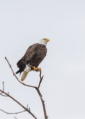 Autumn bald eagle on tree branch