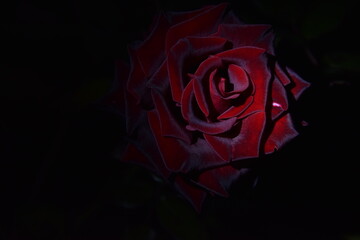 Red brown rose flower at night