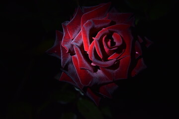 Red brown rose flower at night