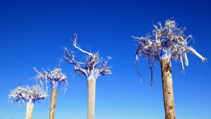 Erinnerung an Orkan Lothar im Schwarzwald im Winter 1999 mit umgestürzten Bäumen unter blauem...