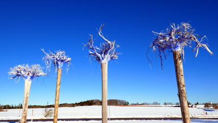 Erinnerung an Orkan Lothar im Schwarzwald im Winter 1999 mit umgestürzten Bäumen unter blauem...