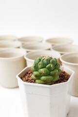 Cactus pot on white background.