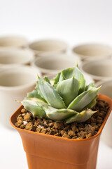 Cactus pot on white background.