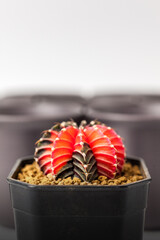Cactus pot on white background.