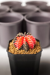 Cactus pot on white background.
