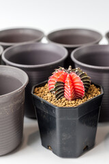 Cactus pot on white background.