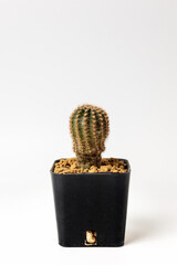Cactus pot on white background.