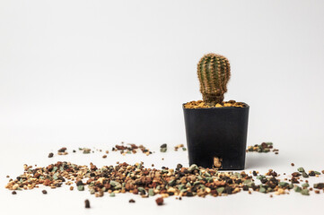 Cactus pot on white background.