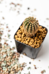 Cactus pot on white background.